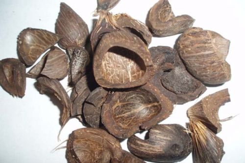 Palm Kernel Shell for Biodeisel, Coal Burning