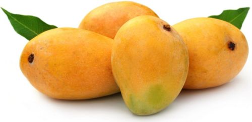 Yellow Alphonso Mango, For Juice Making, Food Processing