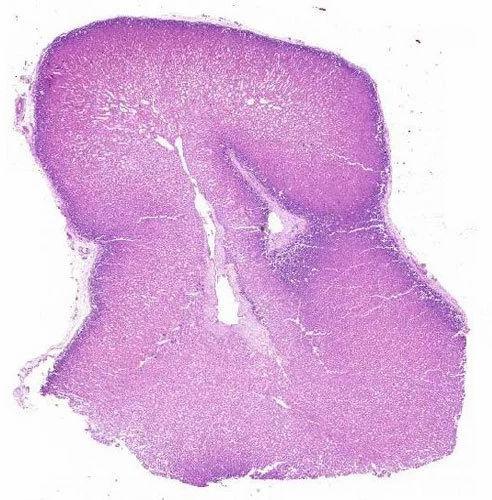 Adrenal Cortex and Medulla Histology Slide, For Clinical, Laboratory, Feature : Eco Friendly, Superior Quality