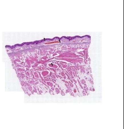 Transparent Rectangular Plain Cheek Histology Slide, For Clinical, Laboratory, Size : Standard