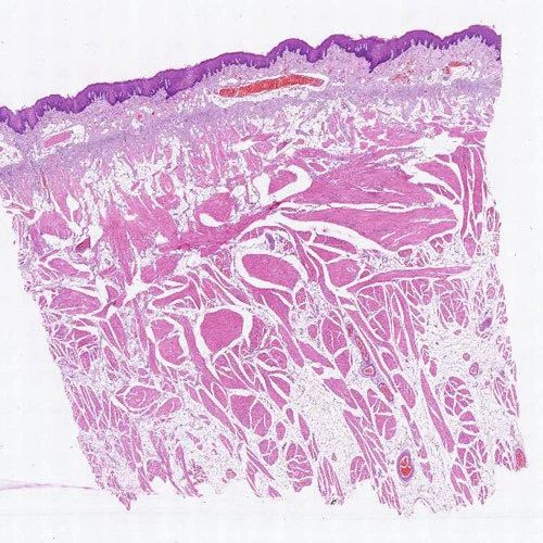 Transparent Rectangular Plain Cheek Microscope Slide, For Clinical, Size : Standard