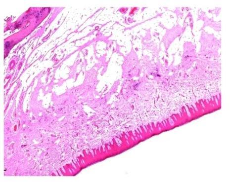 Hard Palate Anterior Adult Oral Histology, For Clinical, Laboratory, Feature : Eco Friendly, Superior Quality