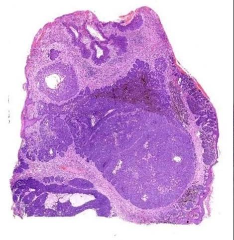 Transparent Plain Histopathology Slides, For Clinical, Laboratory, Size : Standard