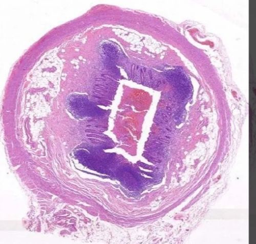 Human Histology Prepared Microscopic Slide Set Standard For Clinical, Laboratory