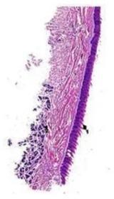 Transparent Rectangular Oral Histology Filiform Papillae Tongue, For Clinical, Laboratory, Size : Standard