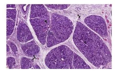 Rectangular Oral Histology Mucin Secreting Salivary Gland, For Clinical, Laboratory, Size : Standard