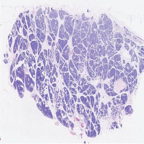 Plain Pancreas Histology Slide, For Clinical, Laboratory, Feature : Eco Friendly, Superior Quality