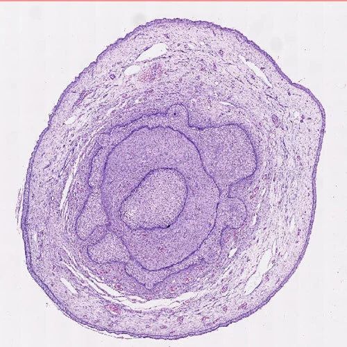 Transparent Rectangular Plain Penis Histology Slide, For Clinical, Laboratory, Feature : Crack Proof