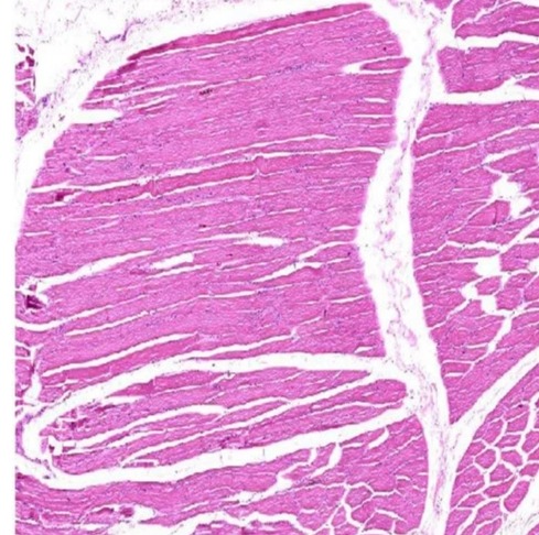 Transparent Rectangular Skeletal Muscle C.S. Microscope Slides, For Clinical, Laboratory, Size : Standard