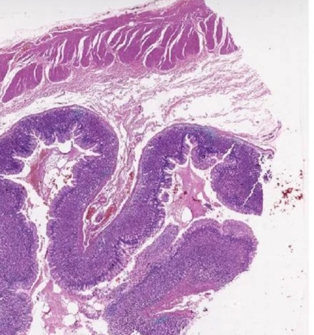 Transparent Rectangular Plain Stomach Histology Slide, For Clinical, Laboratory, Size : Standard