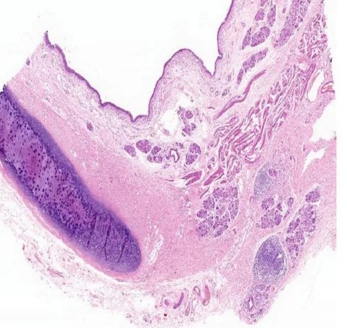 Transparent Rectangular Plain Trachea Histology Slide, For Clinical, Laboratory, Size : Standard