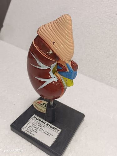 Zoom 0-10 Kg PVC Human Kidney Model, For Educational Use