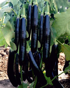 Purple Natural Black Long Brinjal Seeds, For Seedlings, Packaging Type : Plastic Pouch