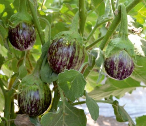 Purple Natural F1-Aman Brinjal Seeds, For Seedlings, Packaging Type : Plastic Pouch