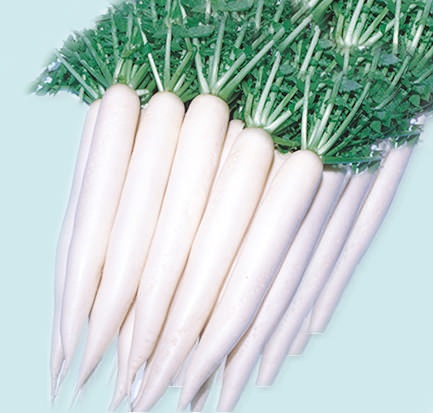Natural F1-Bond Radish Seeds, For Seedlings, Agriculture, Packaging Type : Plastic Pouch
