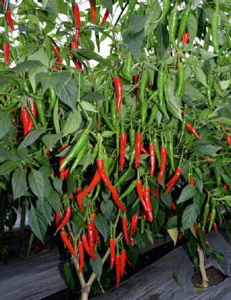 F1 Chingari Chilli Seeds, For Seedlings, Packaging Type : Plastic Packet