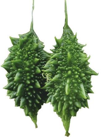 Natural F1-Chintu Bitter Gourd Seeds, For Seedlings, Packaging Type : Plastic Packet