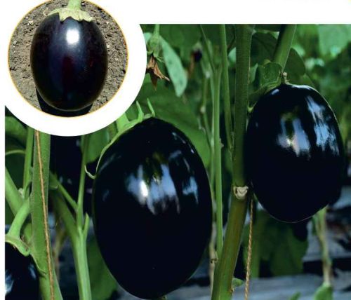 F1-Dashrath Brinjal Seeds, For Human Consumption, Packaging Type : Plastic Packet