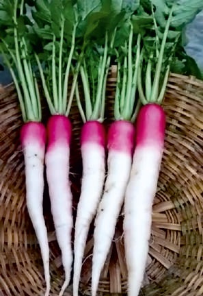 Natural F1-George Radish Seeds, For Seedlings, Packaging Type : Plastic Pouch