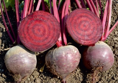 Pink Natural f1-gloria Beetroot Seeds, For Agriculture, Style : Dried