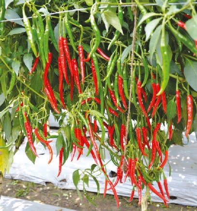 F1-prime Chilli Seeds, For Seedlings, Packaging Type : Plastic Packet