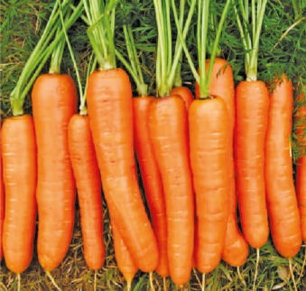 Natural F1-Prince Carrot Seeds, For Seedlings, Packaging Type : Plastic Packet