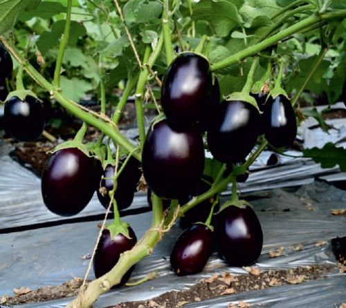 Organic F1-Rushi Brinjal Seeds, For Seedlings, Packaging Type : Plastic Pouch