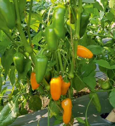 Natural F1-SBB-11 Capsicum Seeds, For Agriculture, Packaging Type : Packet