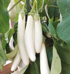 White Natural F1-Shiva Brinjal Seeds, For Seedlings, Packaging Type : Plastic Pouch