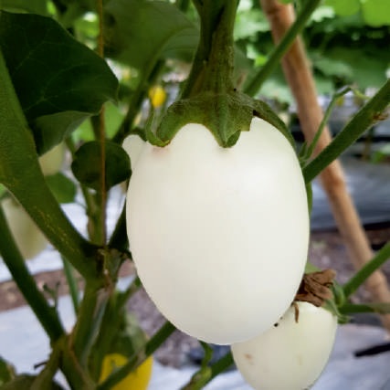 White Natural F1-Shivam Brinjal Seeds, For Seedlings, Packaging Type : Plastic Pouch