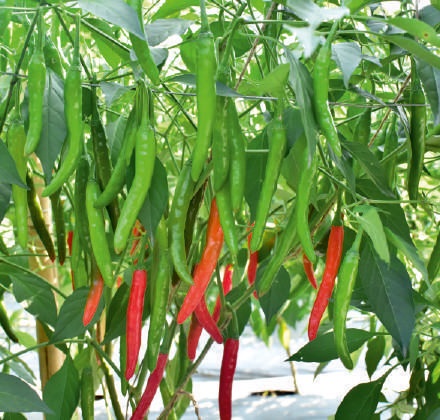 F1-Siri Chilli Seeds, For Seedlings, Packaging Type : Plastic Packet