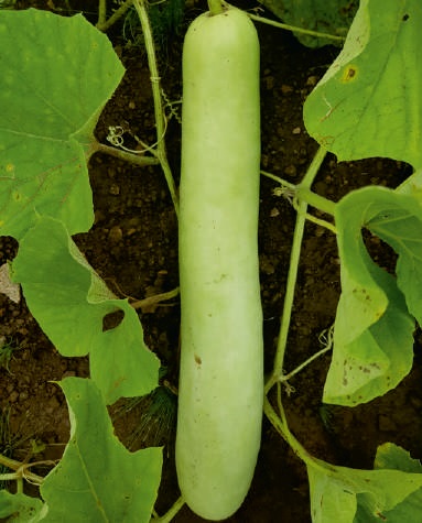 F1-SSB 145 Bottle Gourd Seeds, For Seedlings, Packaging Type : Plastic Packet