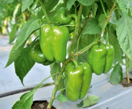 Natural F1-SSB 219 Capsicum Seeds, For Agriculture, Packaging Type : Packet