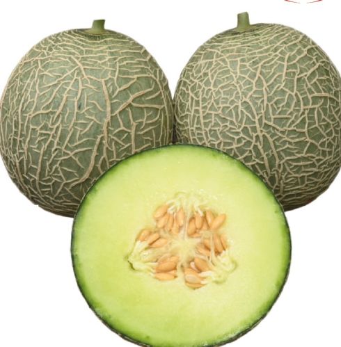 Natural F1-SSB 22 Muskmelon Seeds, For Agriculture, Style : Dried