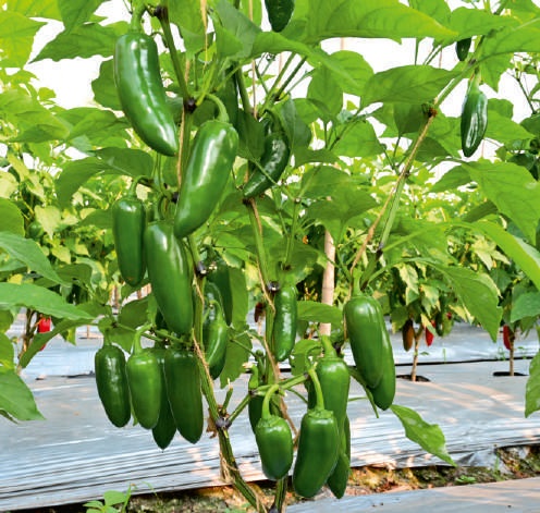 Natural F1-SSb 255 Capsicum Seeds, For Agriculture, Packaging Type : Packet