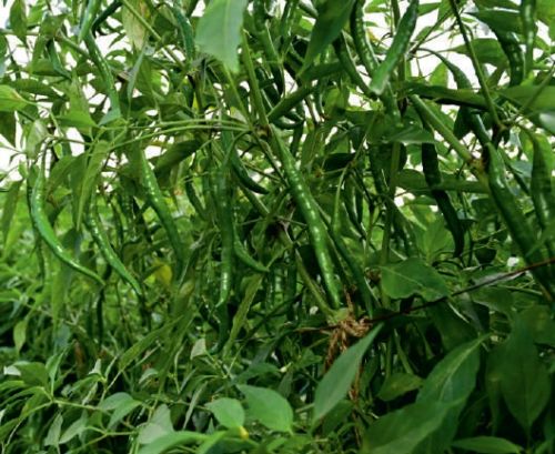 F1-SSB 328 Chilli Seeds, For Seedlings, Packaging Type : Plastic Packet