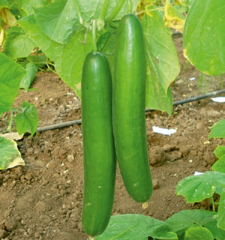 F1-SSB 472 Cucumber Seeds, For Seedlings, Packaging Type : Plastic Packet