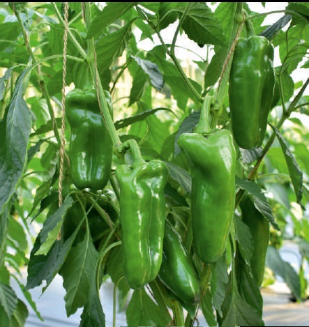 Natural F1-SSB 535 Capsicum Seeds, For Agriculture, Packaging Type : Plastic Bag