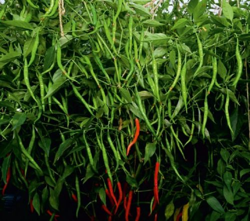 F1 SSB 807 Chilli Seeds, For Seedlings, Packaging Type : Plastic Packet