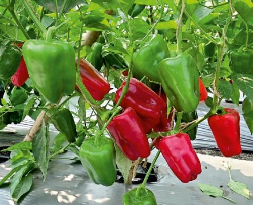 Natural F1-SSB 844 Capsicum Seeds, For Agriculture, Packaging Type : Packet