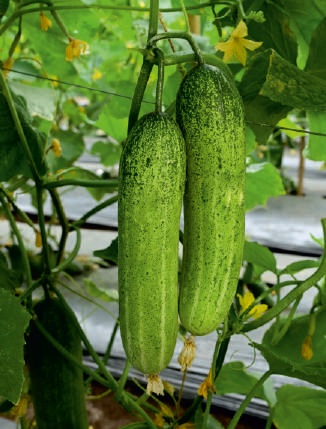 F1-Suhitra Cucumber Seeds, For Seedlings, Packaging Type : Plastic Packet
