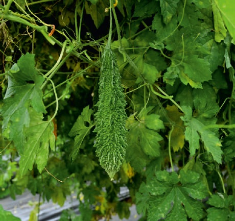 Natural F1-Swati Bitter Gourd Seeds, For Seedlings, Packaging Type : Plastic Packet