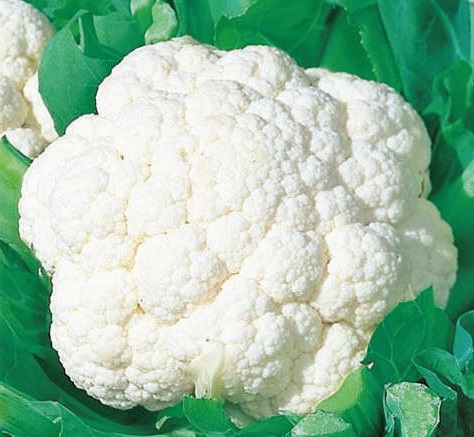 Natural F1-Trupati Cauliflower Seeds, For Agriculture, Seedlings, Packaging Type : Plastic Packet