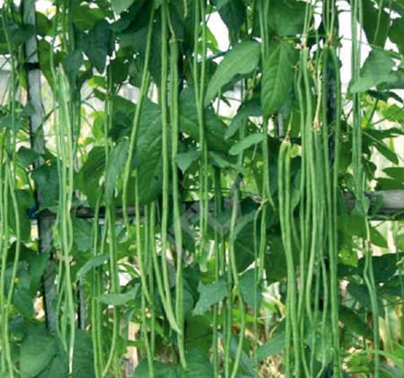 Natural Sel.SSB 797 Beans Seeds, For Seedlings, Packaging Type : Plastic Packet