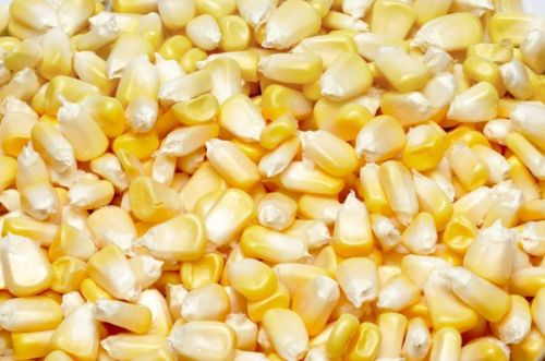 Yellow Maize Non Gmo, Shape : Oval for Human Food, Human Consuption