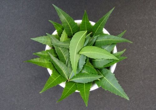 Green Neem Leaf, For Cosmetic, Medicine, Gender : Unisex