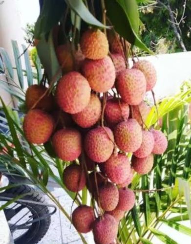 Organic Fresh Litchi, Packaging Type : Plastic Bags