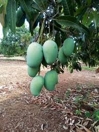 Green Organic Kesar Mango, For Juice Making, Food Processing, Taste : Sweet