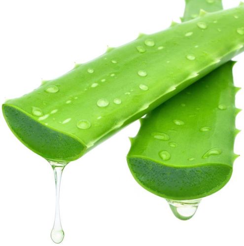 Organic Fresh Green Aloe Vera Plants, For Body Lotion, Gel, Juice, Soap, Agriculture, Variety : 100%