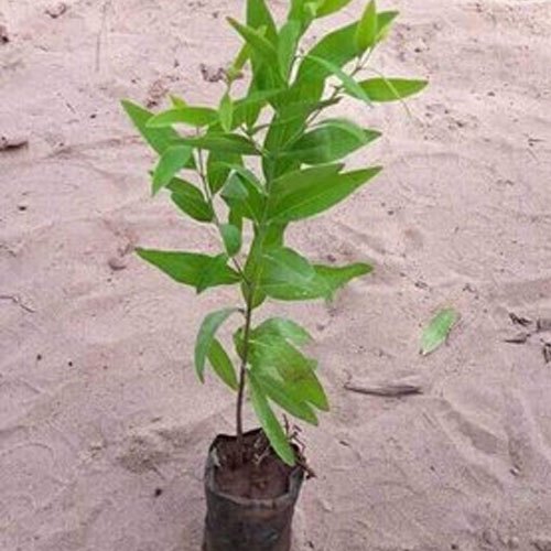 White Sandalwood Plant For Furniture